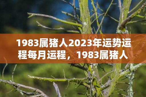 1983属猪人2023年运势运程每月运程，1983属猪人2023年全年运势及运程