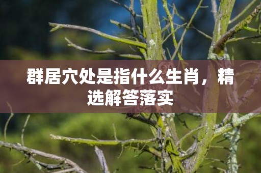 群居穴处是指什么生肖，精选解答落实