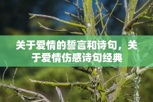 关于爱情的誓言和诗句，关于爱情伤感诗句经典