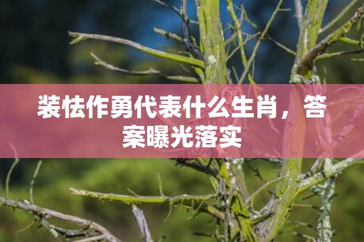 装怯作勇代表什么生肖，答案曝光落实