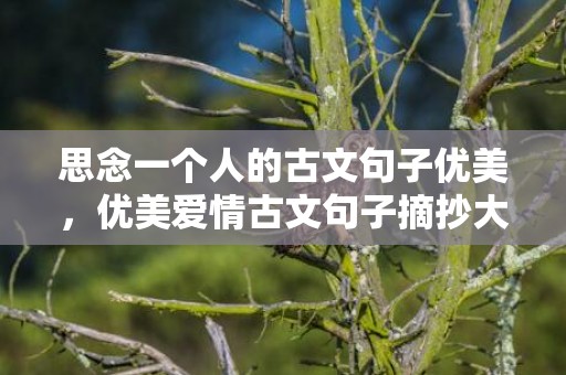 思念一个人的古文句子优美，优美爱情古文句子摘抄大全短句 古文表达爱情的句子