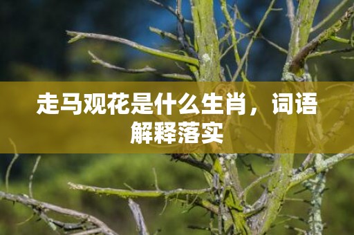 走马观花是什么生肖，词语解释落实