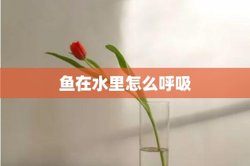 鱼在水里怎么呼吸