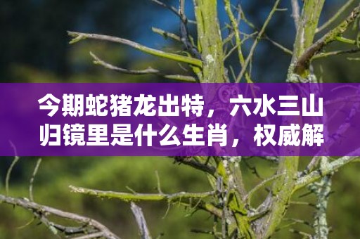 今期蛇猪龙出特，六水三山归镜里是什么生肖，权威解答落实