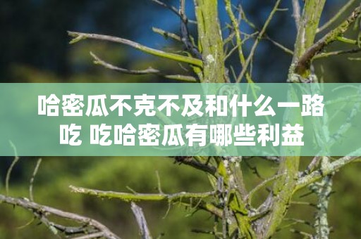 哈密瓜不克不及和什么一路吃 吃哈密瓜有哪些利益