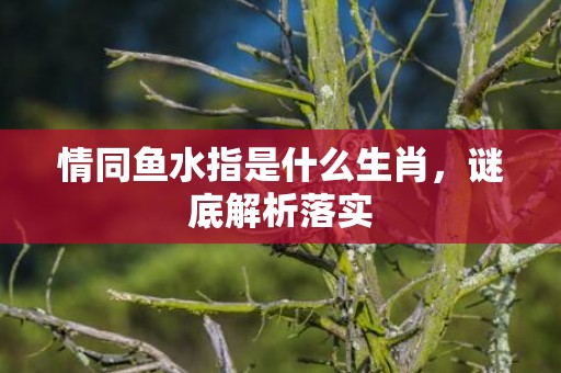 情同鱼水指是什么生肖，谜底解析落实