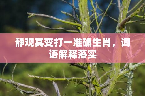 静观其变打一准确生肖，词语解释落实