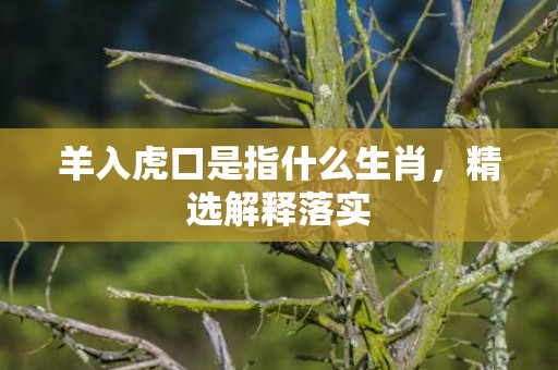 羊入虎口是指什么生肖，精选解释落实