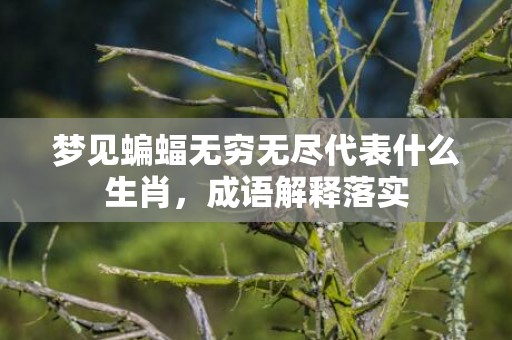 梦见蝙蝠无穷无尽代表什么生肖，成语解释落实