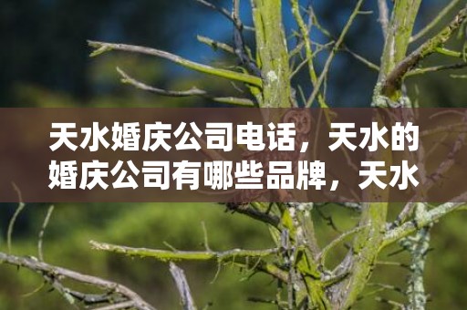 天水婚庆公司电话，天水的婚庆公司有哪些品牌，天水婚庆公司排行榜