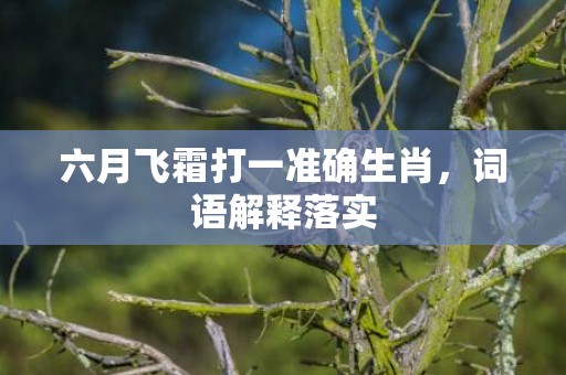 六月飞霜打一准确生肖，词语解释落实