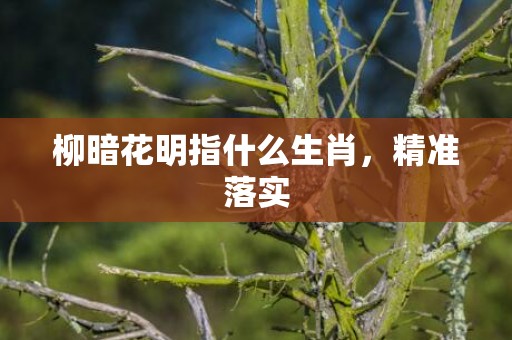 柳暗花明指什么生肖，精准落实