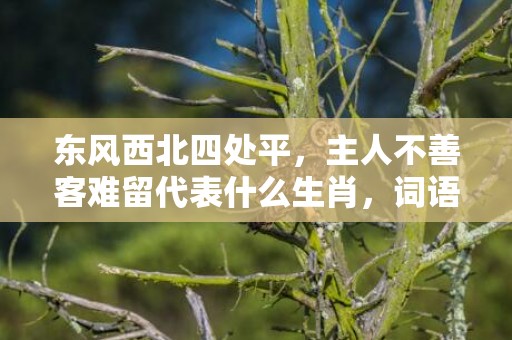 东风西北四处平，主人不善客难留代表什么生肖，词语精选落实