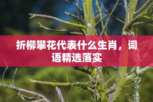 折柳攀花代表什么生肖，词语精选落实