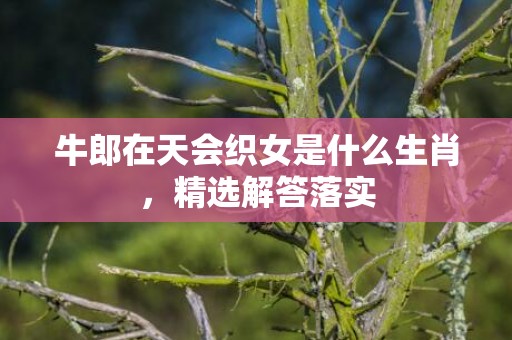 牛郎在天会织女是什么生肖，精选解答落实