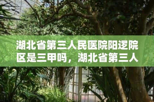 湖北省第三人民医院阳逻院区是三甲吗，湖北省第三人民医院编外人员招聘信息2023