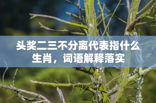 头奖二三不分离代表指什么生肖，词语解释落实