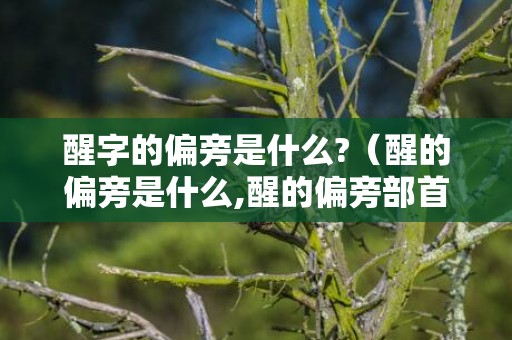 醒字的偏旁是什么?（醒的偏旁是什么,醒的偏旁部首是什么醒字偏旁部首是什么字...）