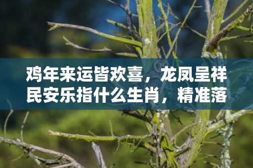 鸡年来运皆欢喜，龙凤呈祥民安乐指什么生肖，精准落实