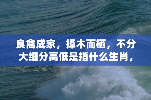 良禽成家，择木而栖，不分大细分高低是指什么生肖，词语解释落实