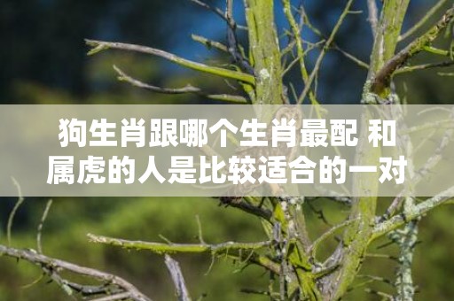 狗生肖跟哪个生肖最配 和属虎的人是比较适合的一对