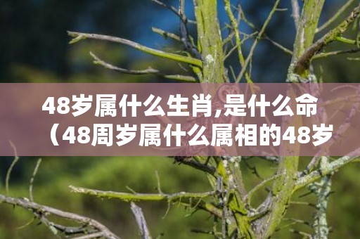 48岁属什么生肖,是什么命（48周岁属什么属相的48岁的属相是什么）