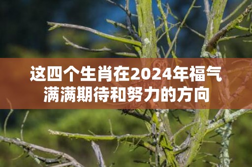 这四个生肖在2024年福气满满期待和努力的方向