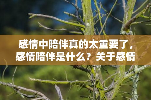 感情中陪伴真的太重要了，感情陪伴是什么？关于感情