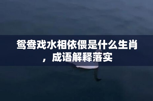 鸳鸯戏水相依偎是什么生肖，成语解释落实