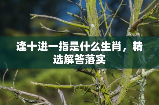 逢十进一指是什么生肖，精选解答落实