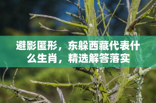 避影匿形，东躲西藏代表什么生肖，精选解答落实