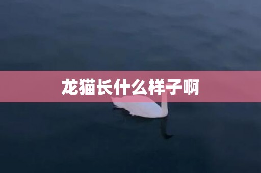 龙猫长什么样子啊