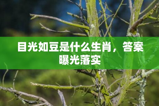 目光如豆是什么生肖，答案曝光落实