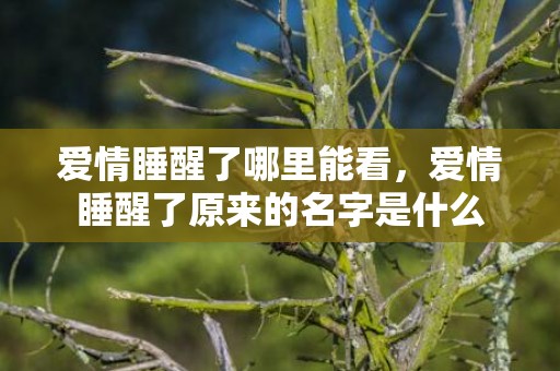 爱情睡醒了哪里能看，爱情睡醒了原来的名字是什么