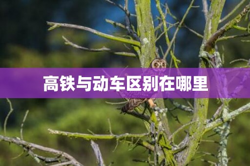 高铁与动车区别在哪里