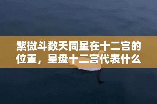 紫微斗数天同星在十二宫的位置，星盘十二宫代表什么意思，