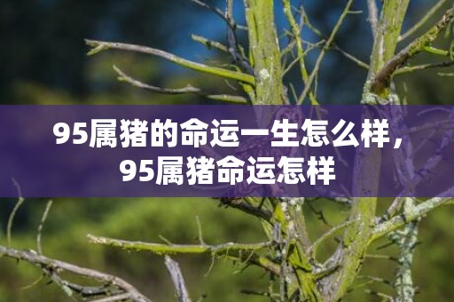 95属猪的命运一生怎么样，95属猪命运怎样