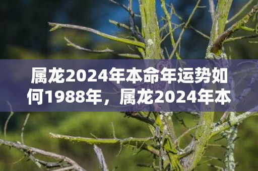 属龙2024年本命年运势如何1988年，属龙2024年本命年运势如何