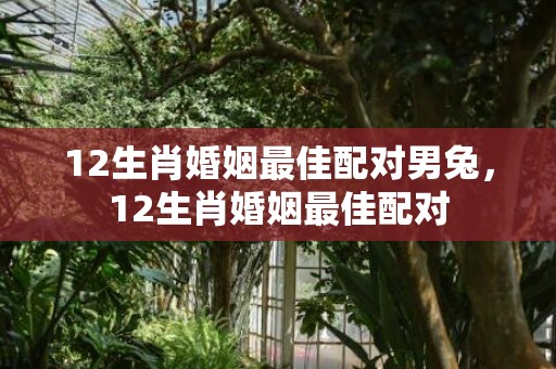 12生肖婚姻最佳配对男兔，12生肖婚姻最佳配对