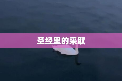 圣经里的采取