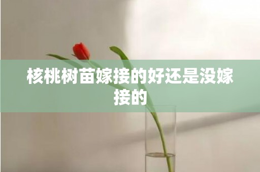 核桃树苗嫁接的好还是没嫁接的