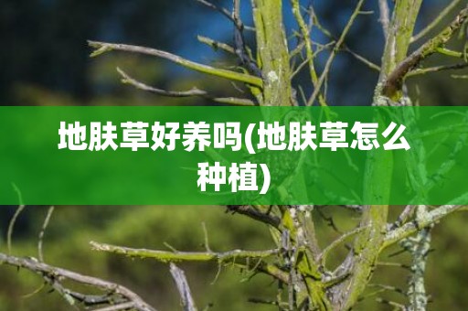 地肤草好养吗(地肤草怎么种植)