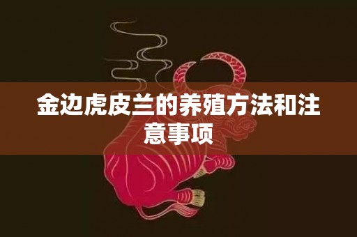 金边虎皮兰的养殖方法和注意事项