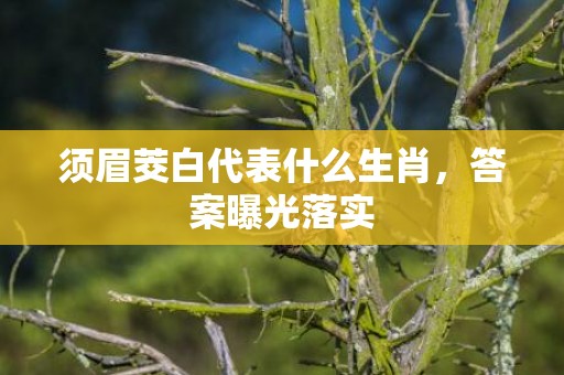 须眉茭白代表什么生肖，答案曝光落实