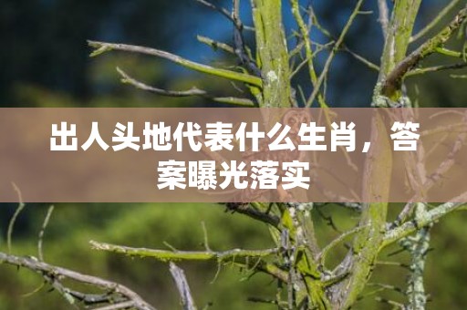 出人头地代表什么生肖，答案曝光落实