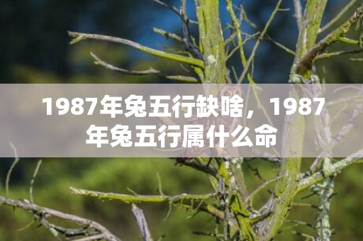 1987年兔五行缺啥，1987年兔五行属什么命