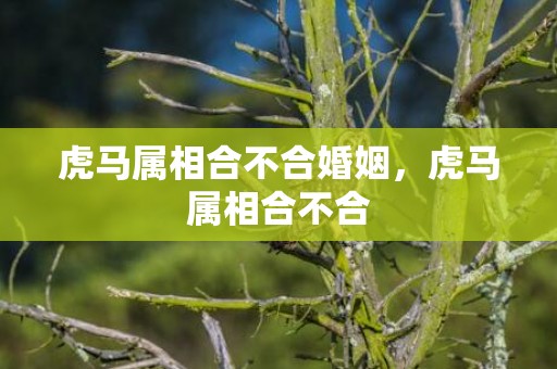 虎马属相合不合婚姻，虎马属相合不合