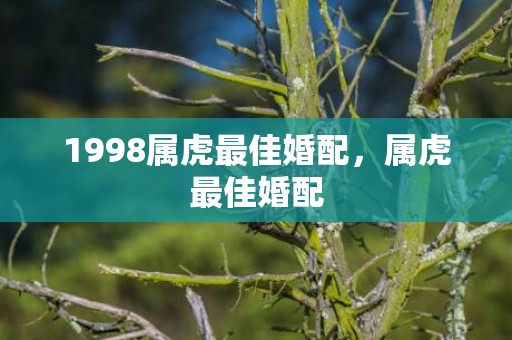 1998属虎最佳婚配，属虎最佳婚配