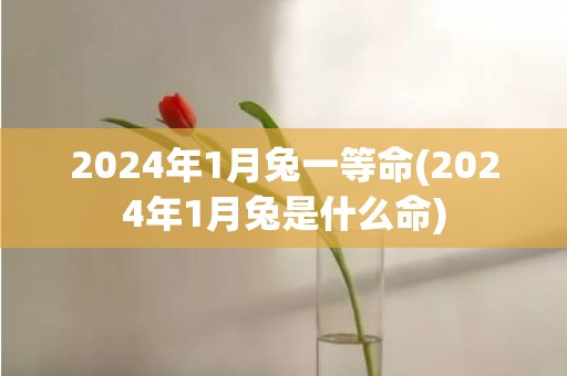 2024年1月兔一等命(2024年1月兔是什么命)