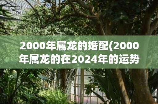 2000年属龙的婚配(2000年属龙的在2024年的运势)